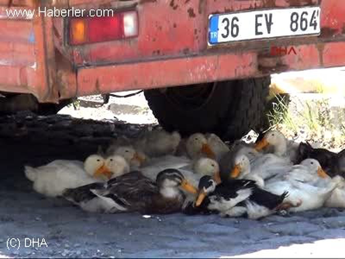 Kars Kamyonetin Gölgesine Sığındılar