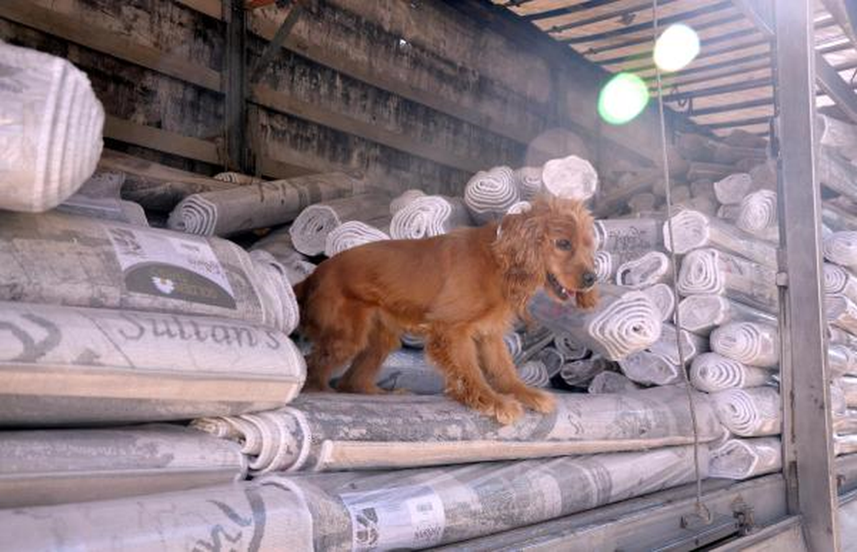 \'Leydi\'den, 70 Bin Paket Kaçak Sigaranın Sevkine İzin Yok