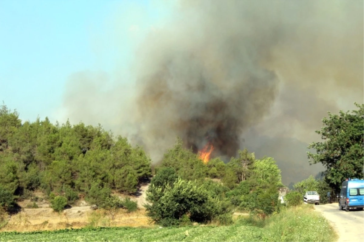 Osmaneli\'de Orman Yangını