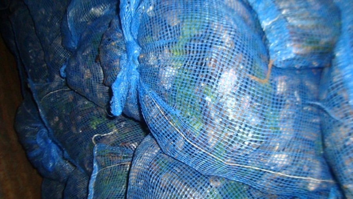 1 Kamyon Dolusu Kaçak Midye Ele Geçirildi