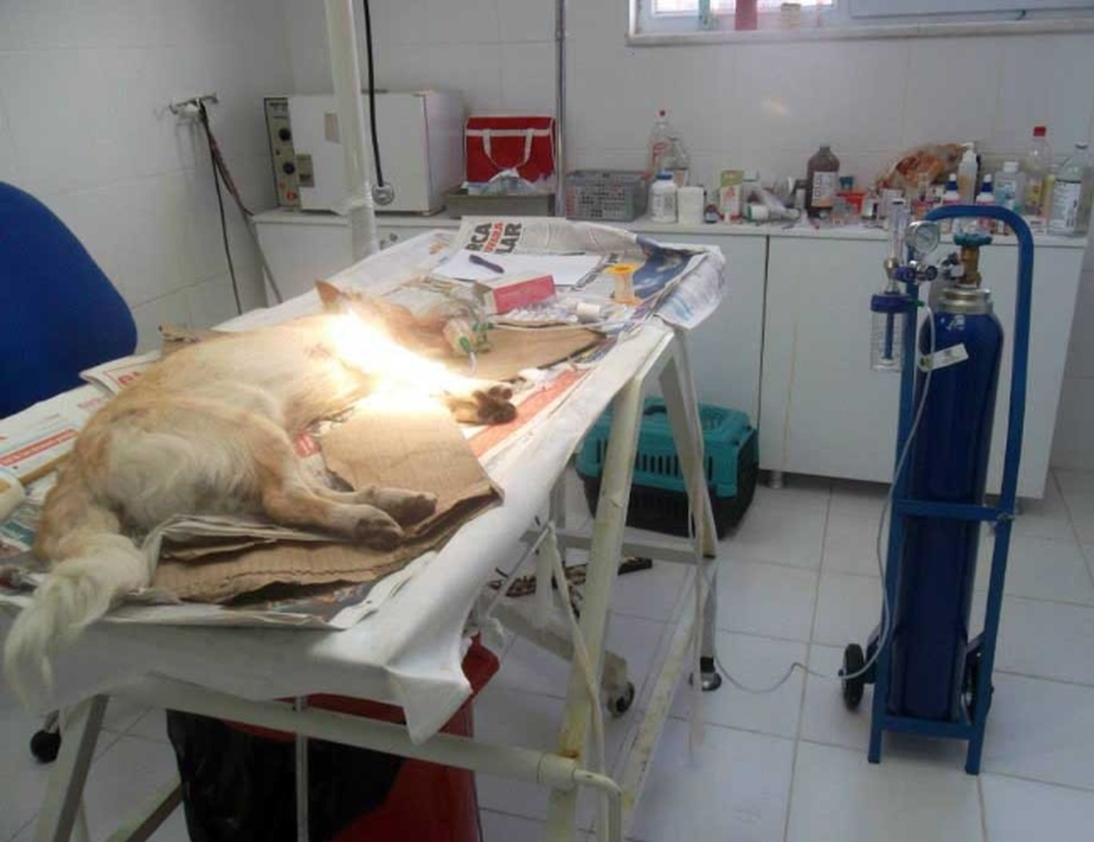 5. Kattan Düşen Köpek Hayata Tutunmaya Çalışıyor