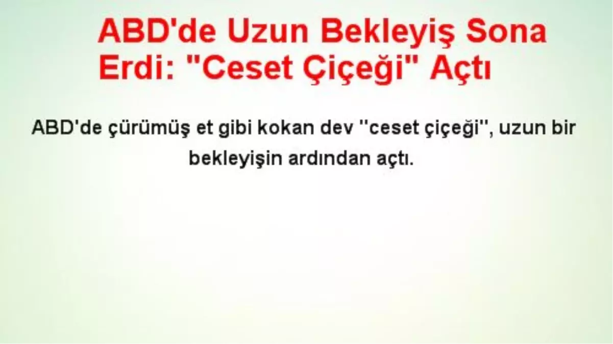 Uzun Bekleyiş Sona Erdi: Ceset Çiçeği Açtı