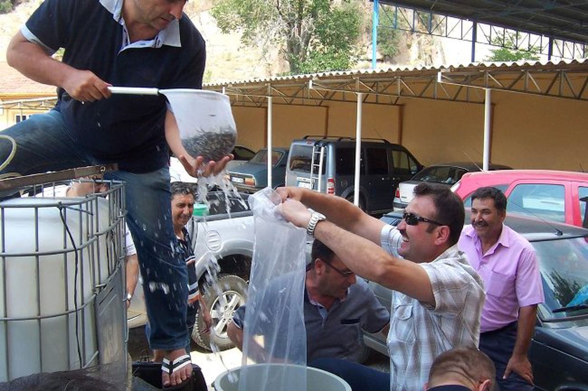 Afyonkarahisar\'da Bulunan Göl ve Göletlere 241 Bin Adet Yavru Bırakıldı