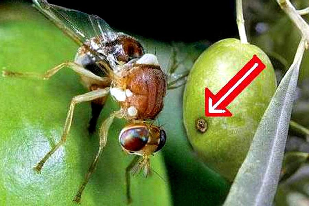 Aydın\'da Zeytin Sineğiyle Mücadele Devam Ediyor