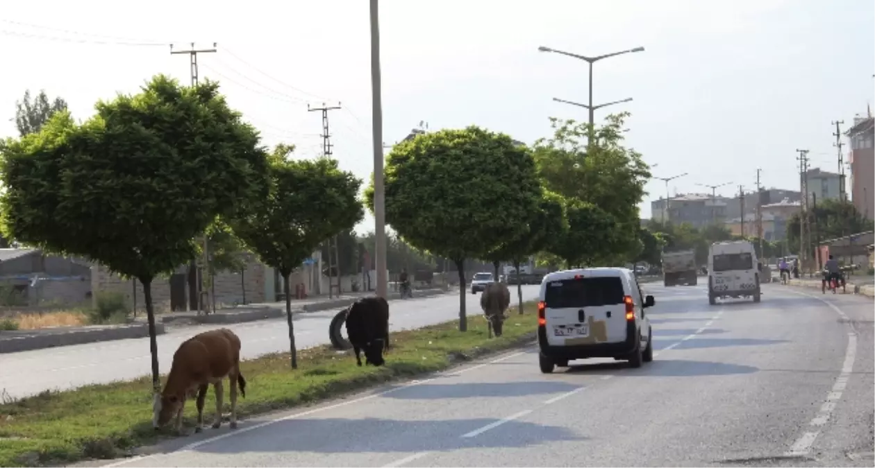 Başıboş Hayvanlar Kazaya Davetiye Çıkarıyor