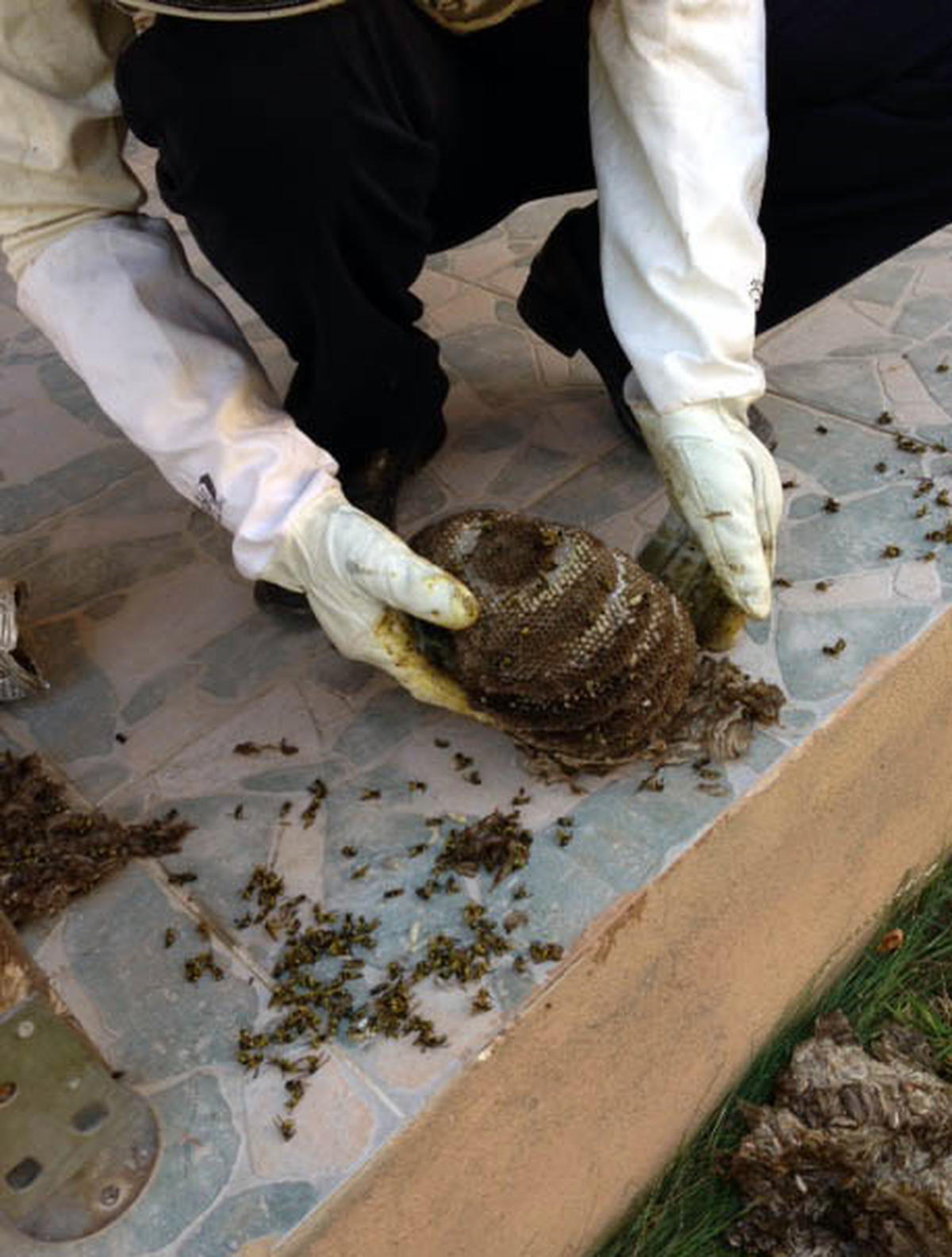 Eşek Arıları Villayı Yuva Yaptı