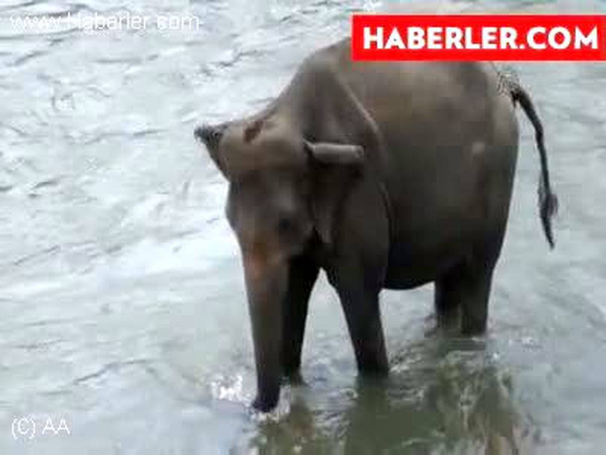 Fillerin Trafik Kestiği Ülke Sri Lanka