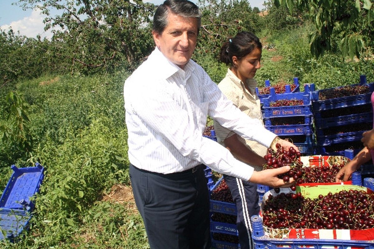 Mihalıççık\'ta Kiraz Bolluğu