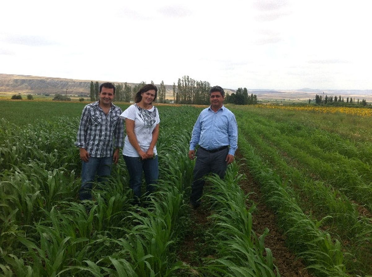 Sorgum ve Sudan Otu Kurak Alanların Verimli Yem Bitkisi