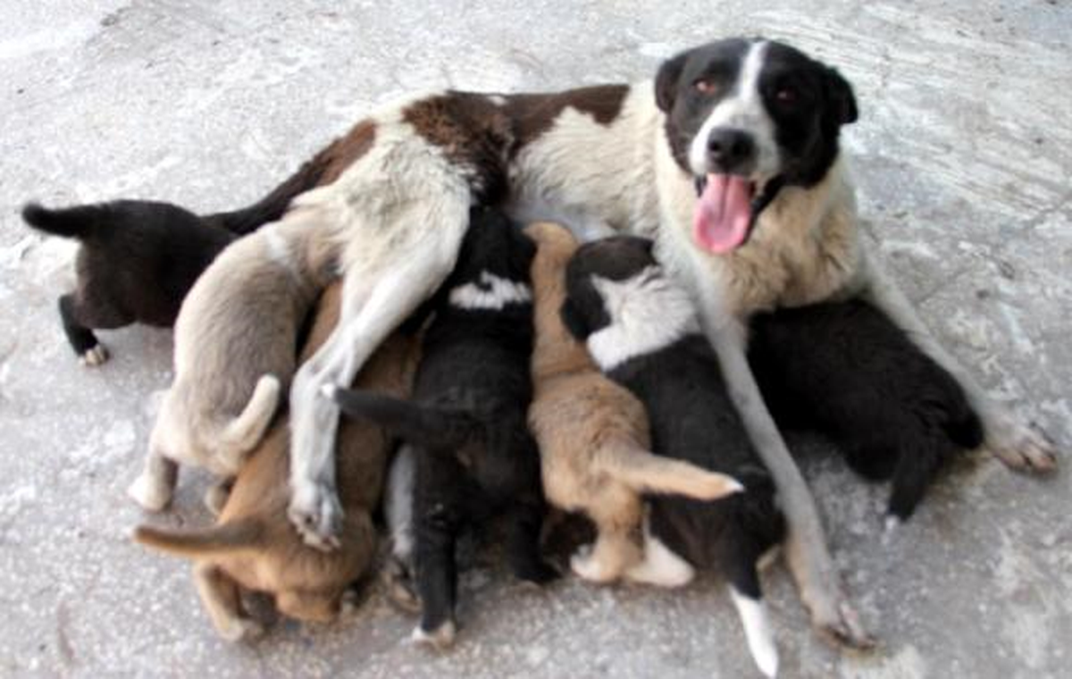Demirler Arasında Sıkışan Yavru Köpek Vinçle Kurtarıldı