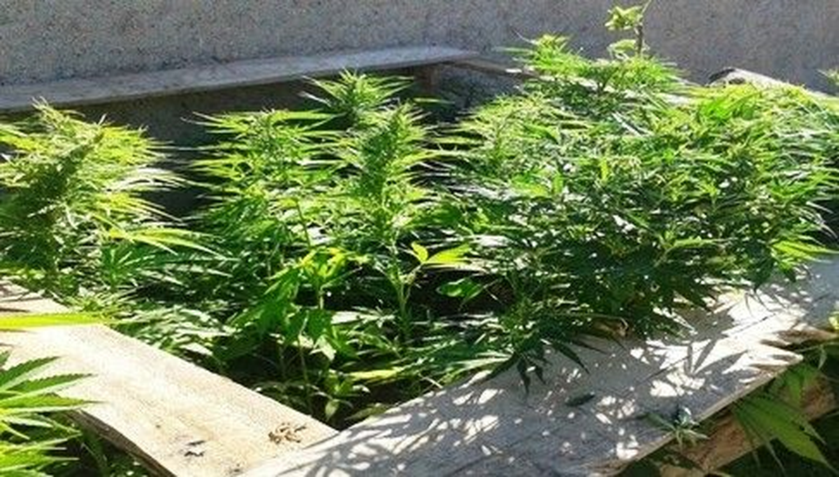Elbistan\'da Uyuşturucu Operasyonu: 2 Gözaltı