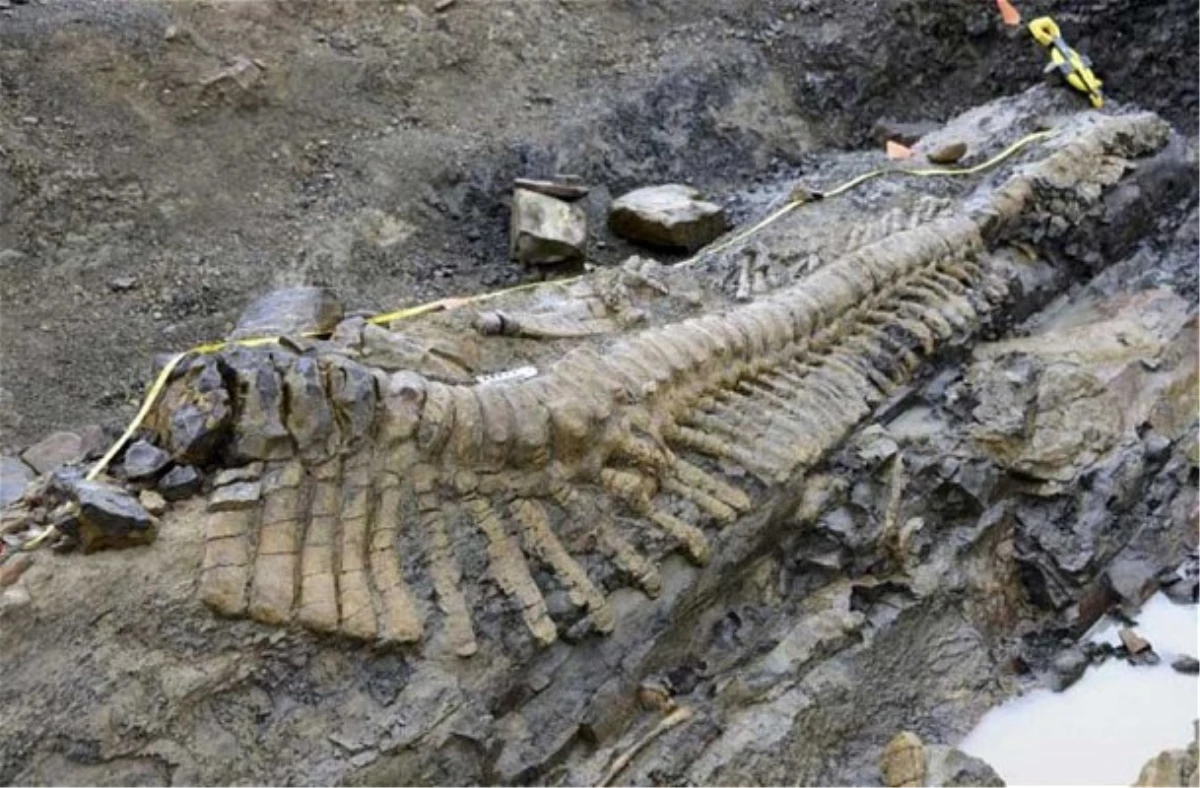 Meksika\'da 72 Milyon Yıllık Dinozor Kuyruğu Bulundu