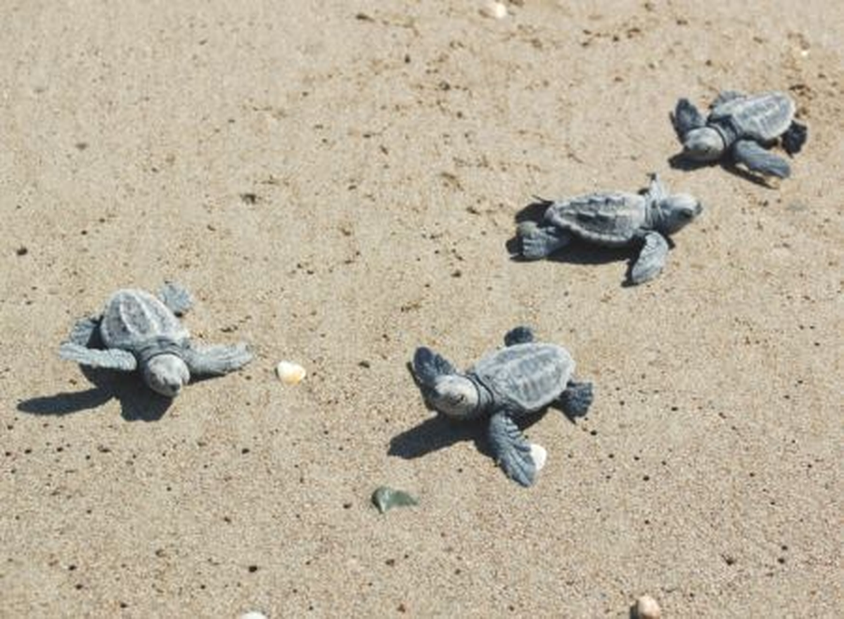 Mersin\'de Yavru Caretta Carettalar Denizle Buluştu