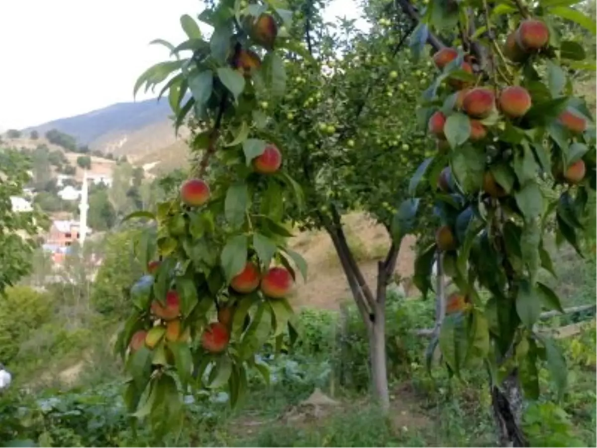 Şeftali\'de Akdeniz Meyve Sineği Uyarısı