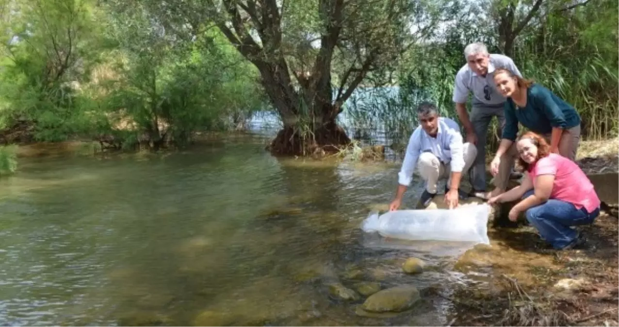 Uşak Göletlerine 43 Bin Balık Yavrusu Bırakıldı