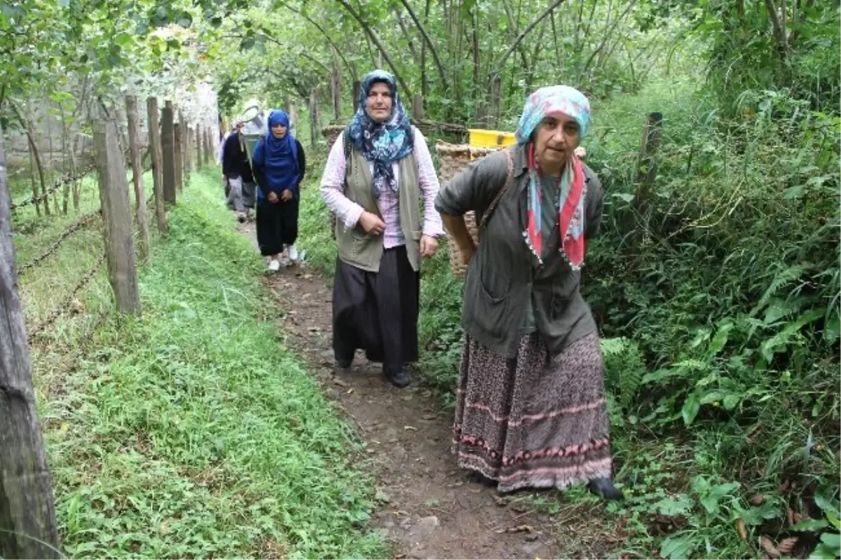 100 Yıllık Armut Ağacı İçin Yola Karşı Çıkıyorlar