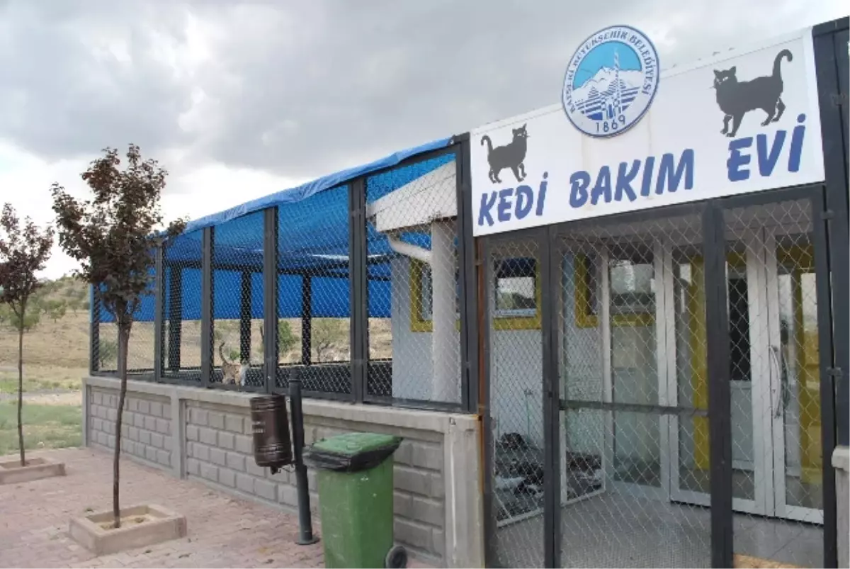 Büyükşehir Belediyesi Kedileri de Düşündü