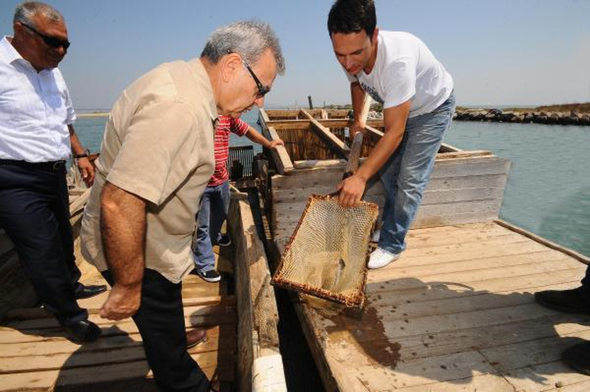 İzmir Körfezi Çipurayla Dolacak