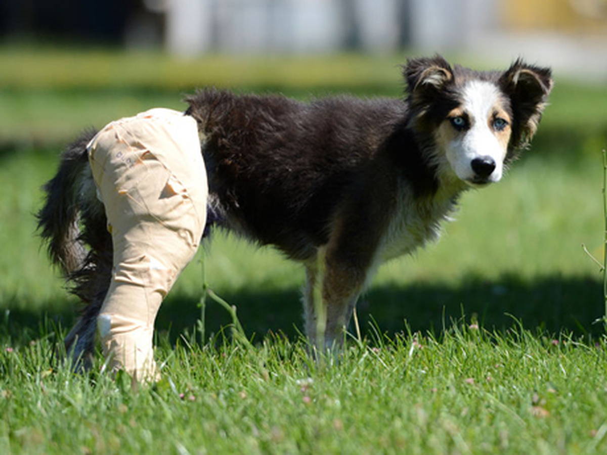 Köpeğin Cinsel Organına Saç Tokası Takmışlar!