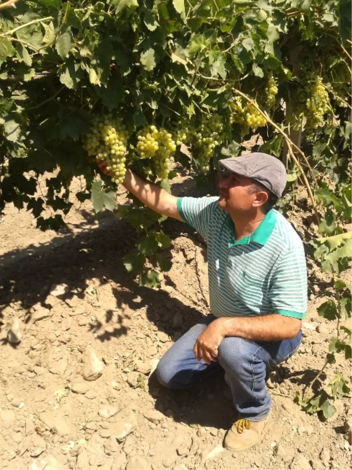 Manisa Üzümünde Hasat Yaklaşıyor