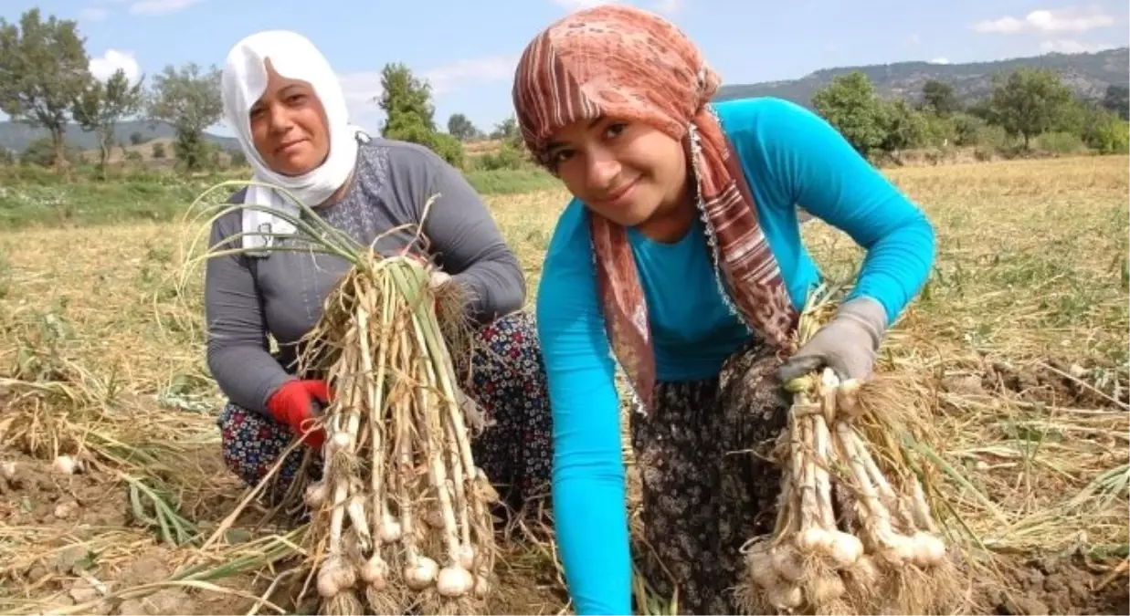 Okul Harçlığını Sarımsaktan Çıkarıyor