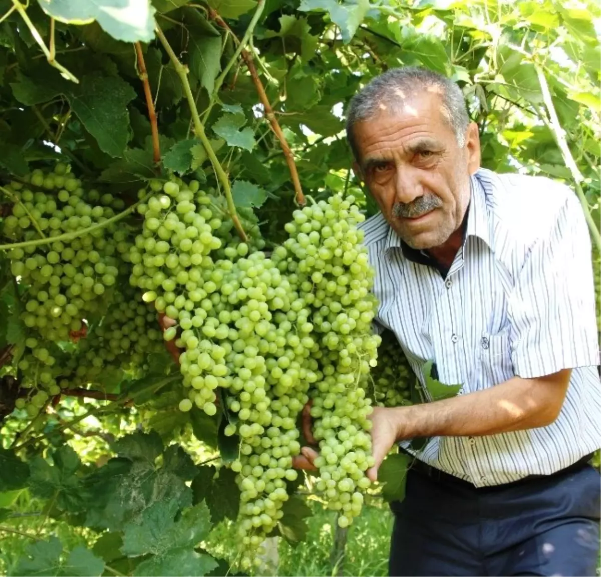 Üzümde İlaç Kalıntısına Dikkat!