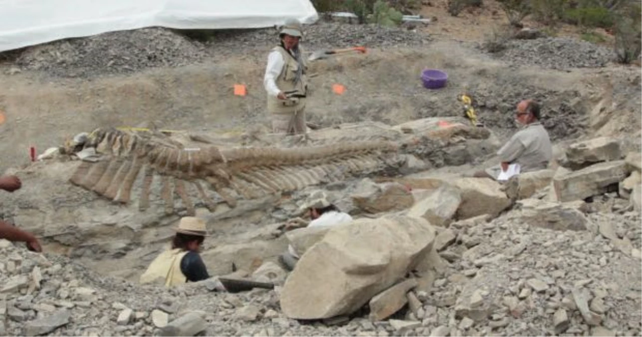 12 metrelik dinozor bulundu!
