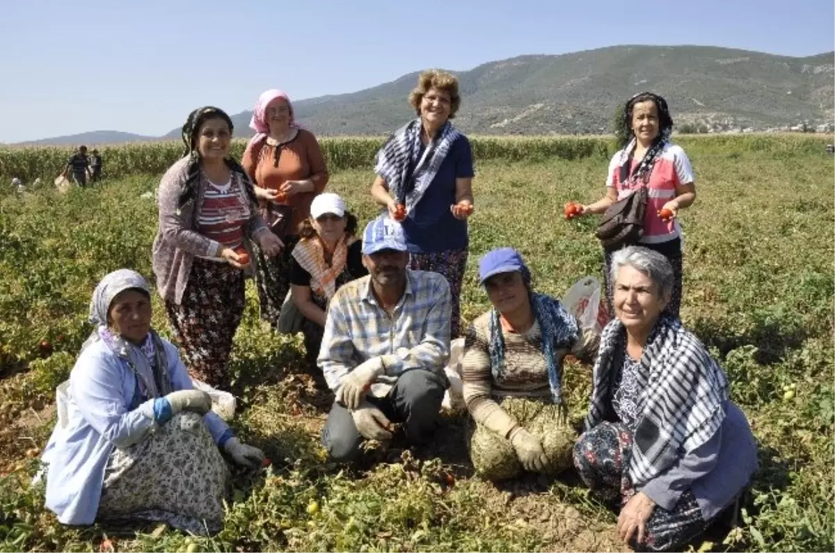 CHP\'li Kadınlardan Tarlada Çalışan Kadınlara Ziyaret