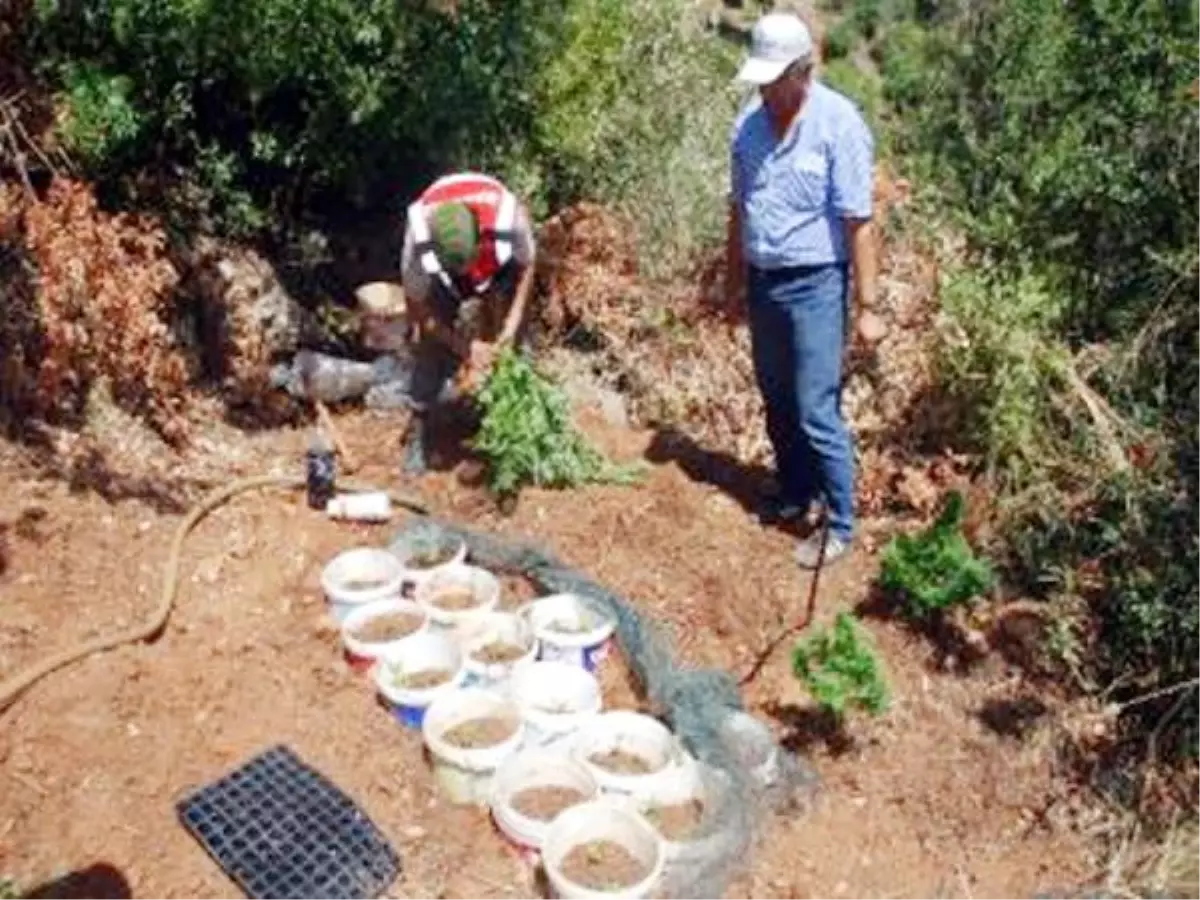 Gazipaşa\'da Hintkeneviri ve Esrar Ele Geçirildi