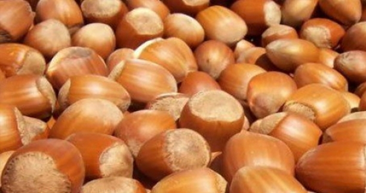 Giresun Ticaret Borsası, 2013 Yılı Fındık Taban Fiyatının Serbest Piyasada Tahmini Fiyatını Açıkladı