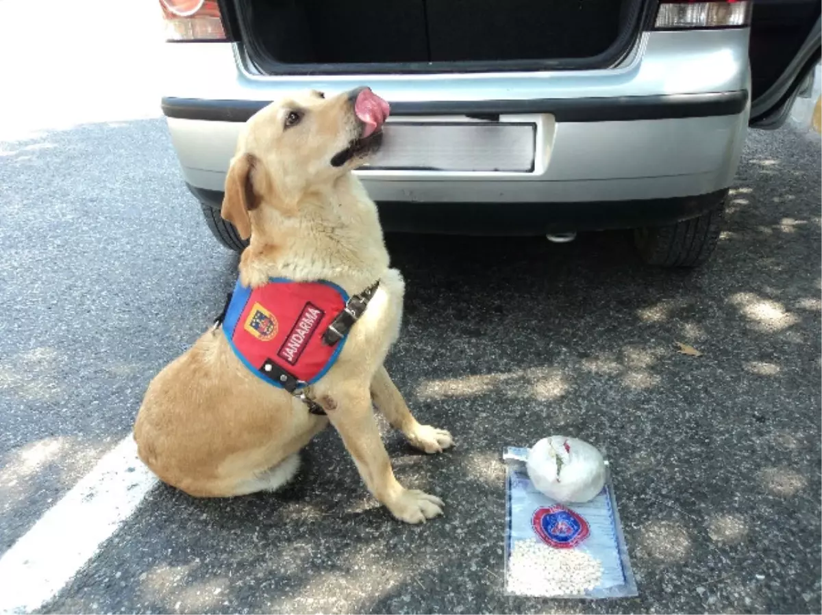 Narkotik Köpeği Ezel Uyuşturucuya Geçit Vermiyor