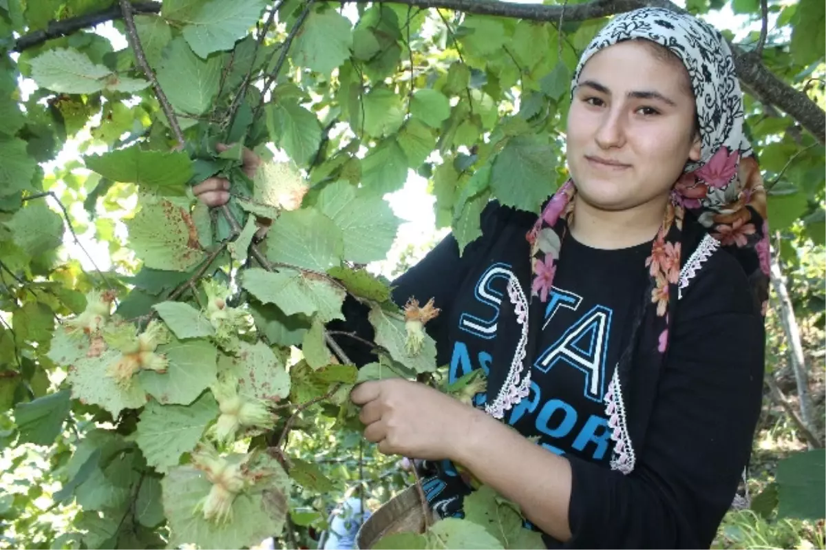 Ordu\'da Fındık Hasadı Başladı