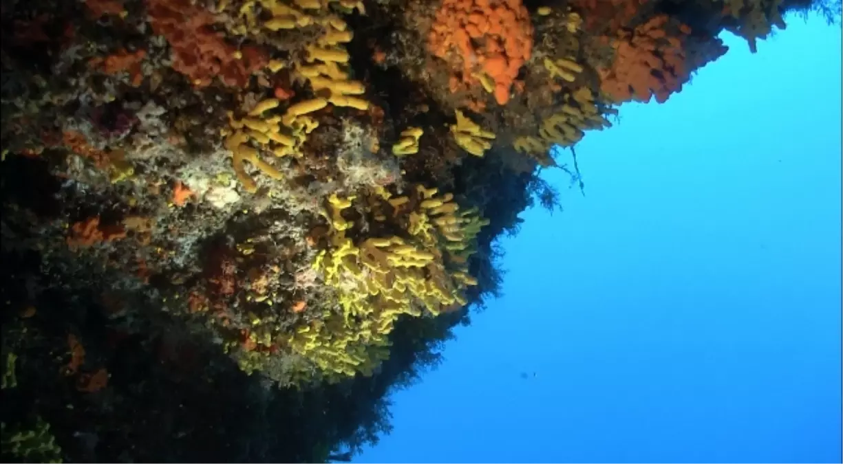 Çandarlı\'nın Sualtı Güzellikleri Büyüledi