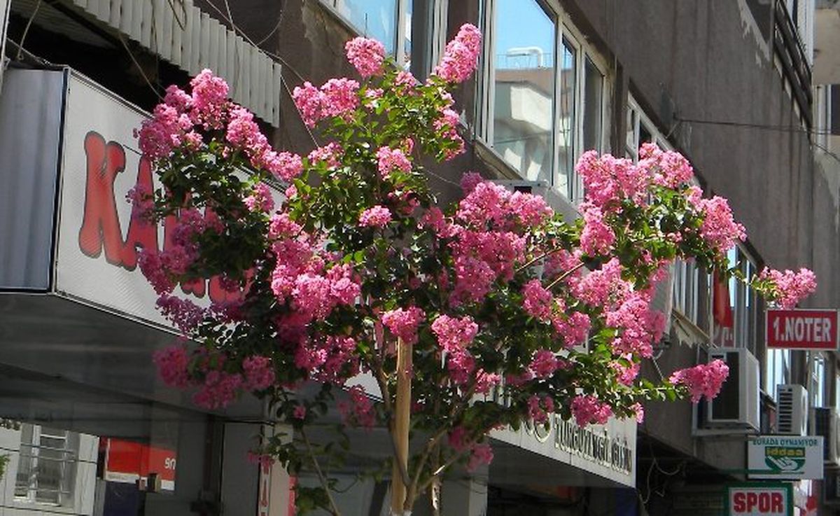 Gazi Caddesi\'nde Renk Cümbüşü