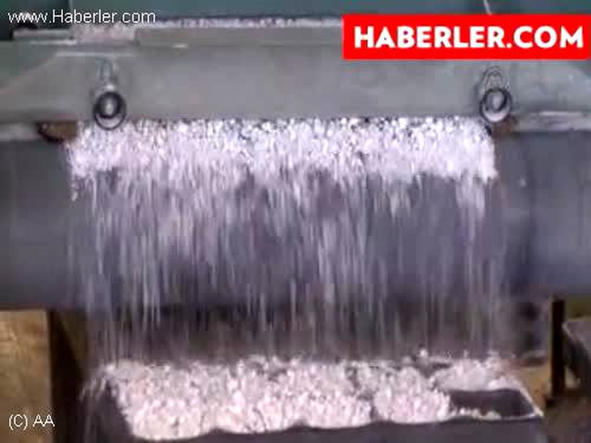 Geleceğin ormanları için...