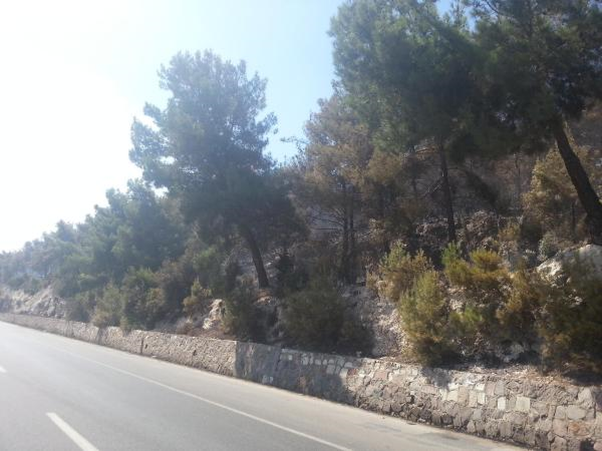 İzmir\'de Orman Yangını Çıktı