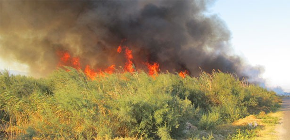 İzmir\'in Kemalpaşa İlçesinde Orman Yangını