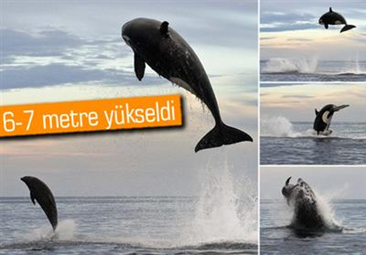Katil Balinanın Yunusu Yakalama Anı Görüntülendi