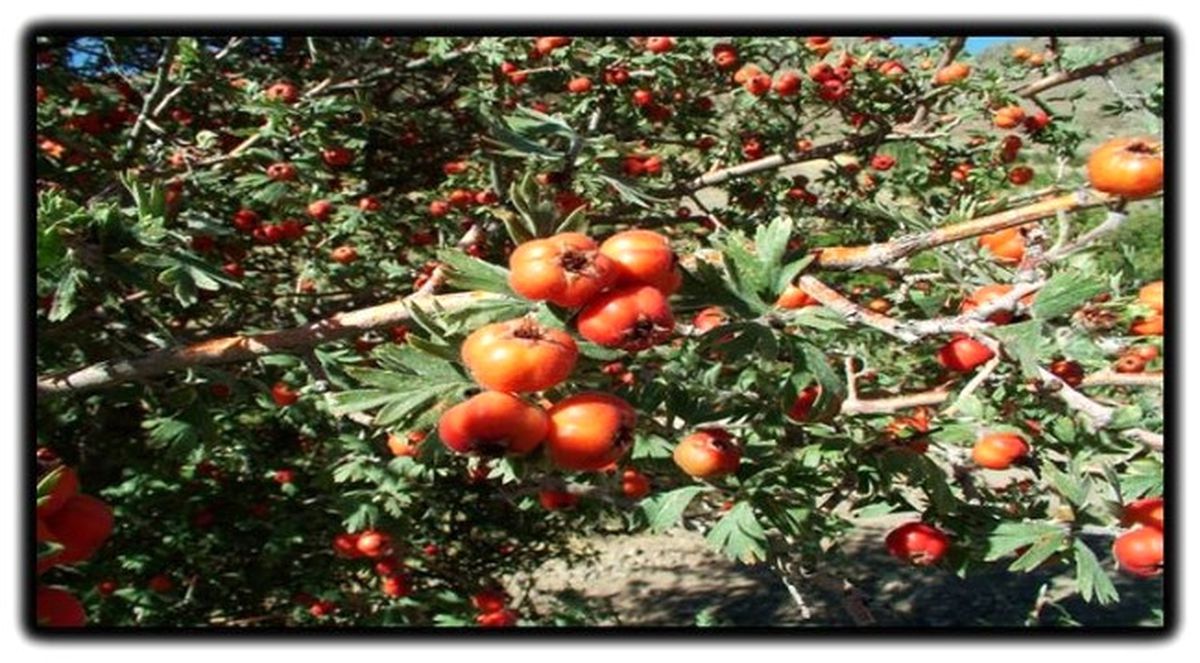 Malatya\'da Alıç Ormanları Kurulacak