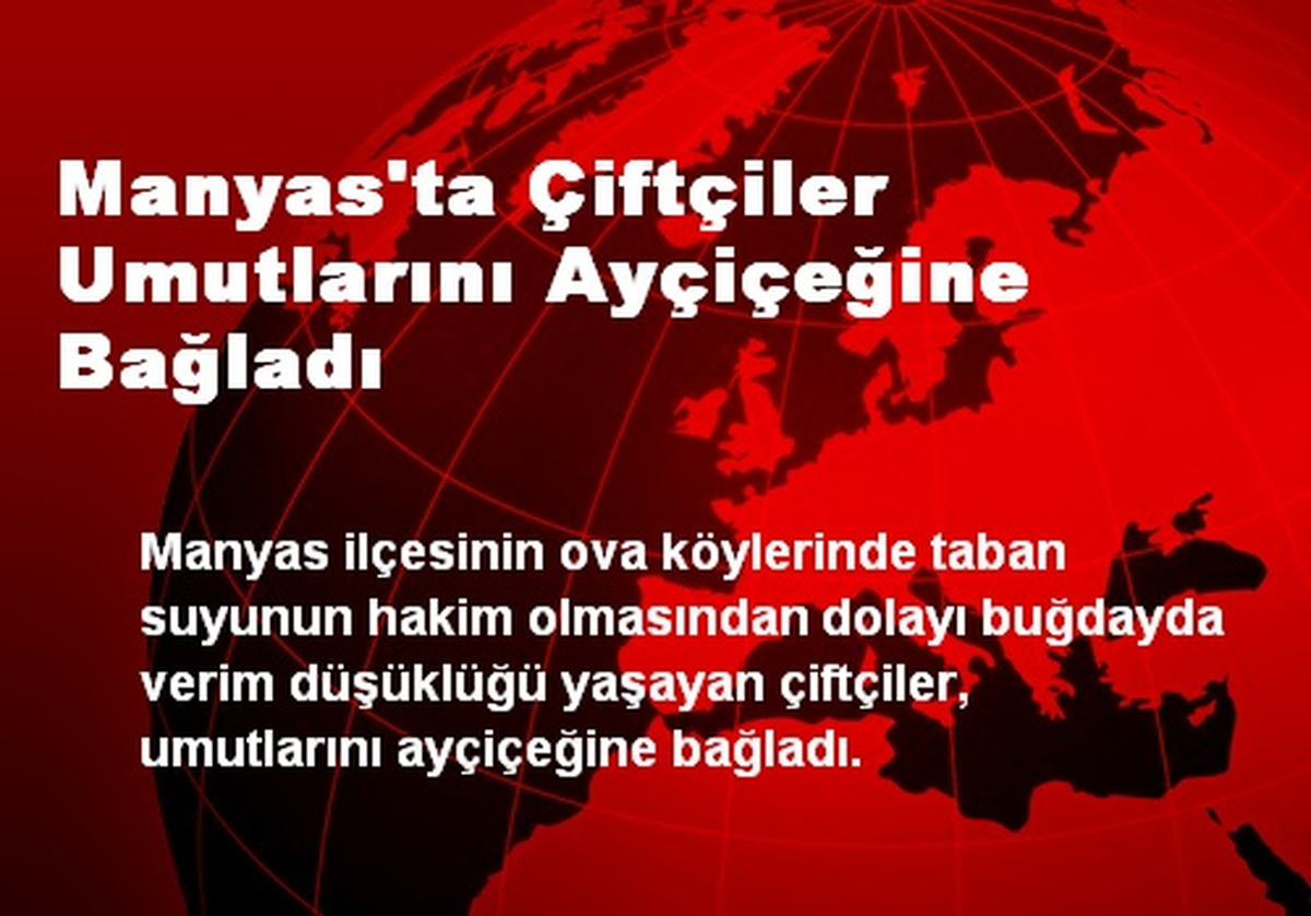 Manyas\'ta Çiftçiler Umutlarını Ayçiçeğine Bağladı