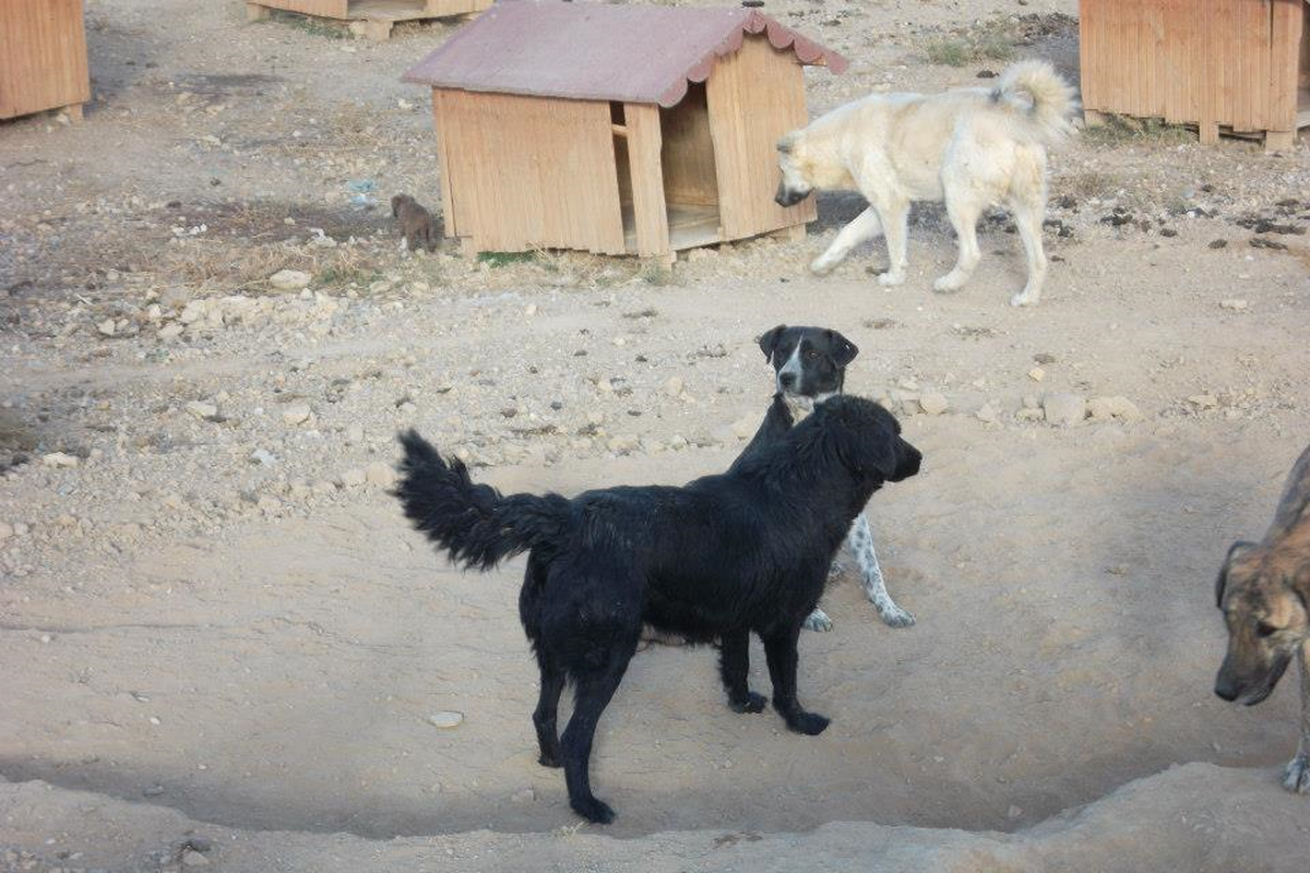 Nevşehir\'de Başıboş Sokak Hayvanları ile Mücadele
