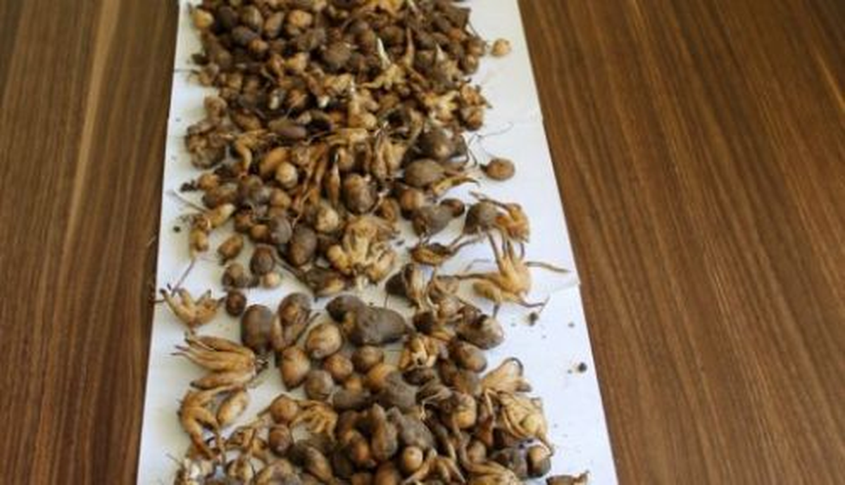 Ormanda Salep Toplayan 4 Köylüye 135 Bin TL Ceza