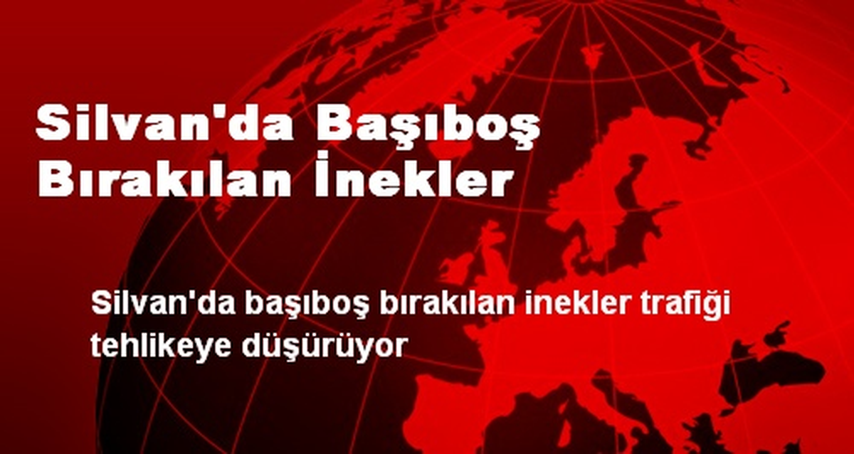 Silvan\'da Başıboş Bırakılan İnekler