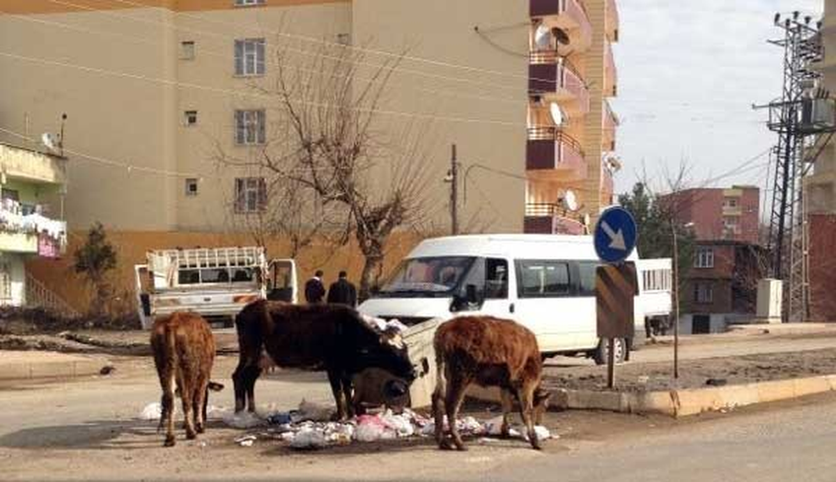 Silvan\'da Başıboş Dolaşan İnekler Kazalara Davetiye Çıkarıyor