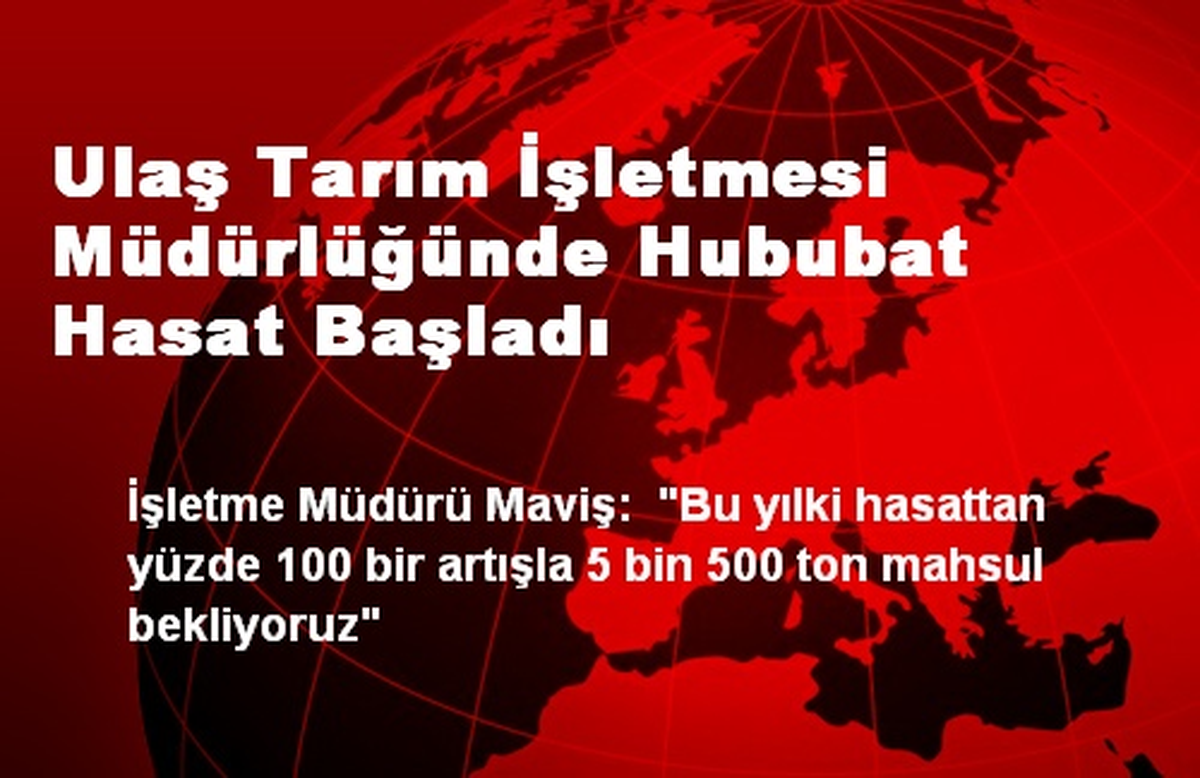 Ulaş Tarım İşletmesi Müdürlüğünde Hububat Hasat Başladı