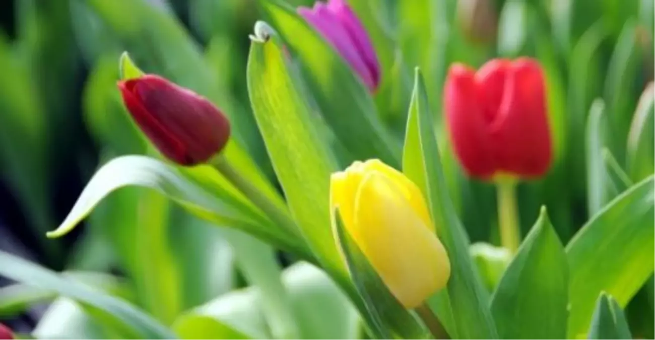 \'Anayurduna Dönen Laleyi İhraç Etmeye Başladık\'