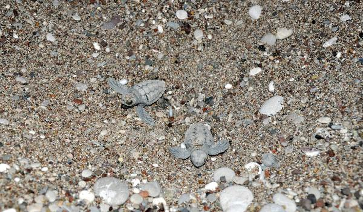Caretta Carettaların Denize Yolculuğu Başladı