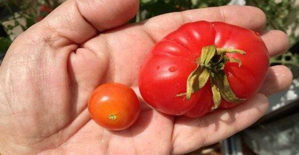 Ezine\'de Domates Zararlısı ile Mücadele