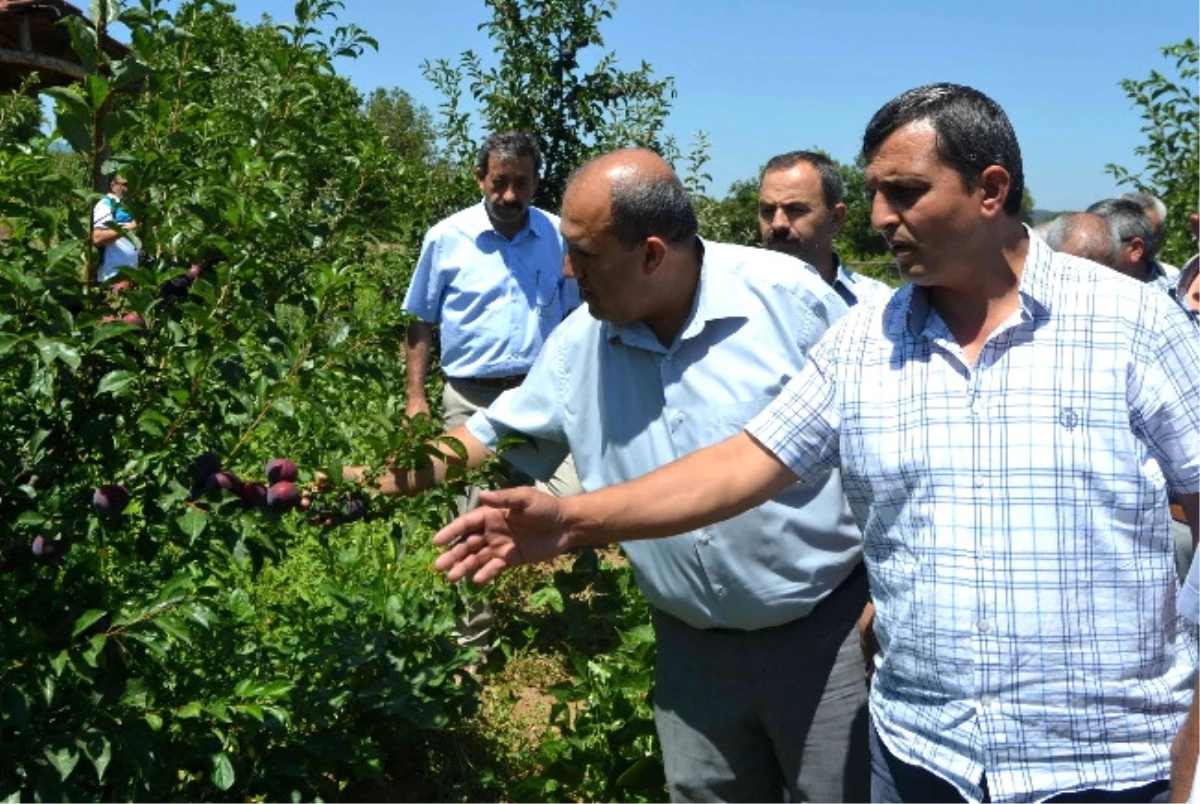 Kaymakam Ünal, 3 Yıl Önce Geldiğinde Diktirdiği Eriklerin Giderken Hasadını Yaptı