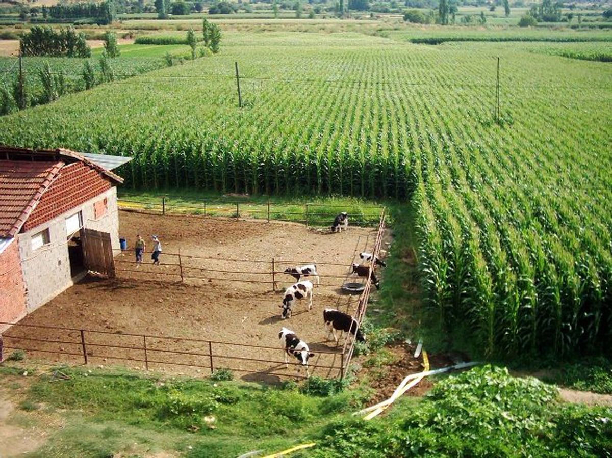 Küçük Menderes Ovası'nda Silajlık Mısır Üretimi Arttı
